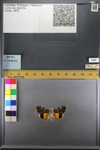 Media type: image;   Entomology 753934